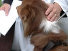 Blessing of the Pets