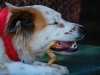 Chews & Bones