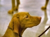 Dog breeds