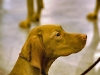 Dog shows
