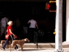 Dog walking