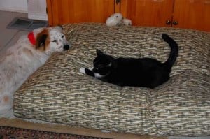 tiki-felix-dogbed
