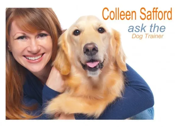 Colleen Safford Dog Trainer
