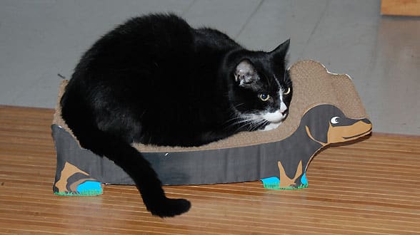 cat-scratching-felix cat-scratching-felix