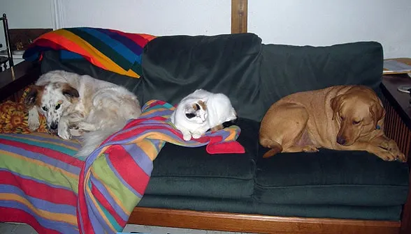 dogs-coco-couch