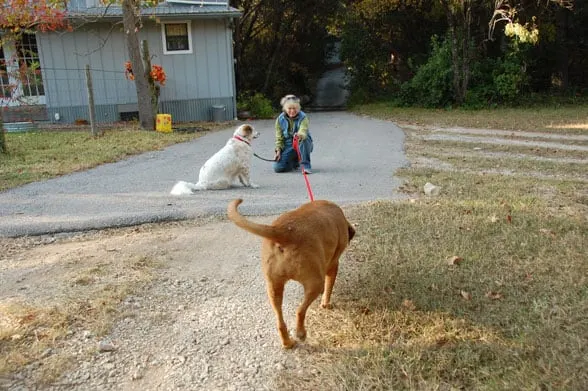 practicing recall training on retractable leash