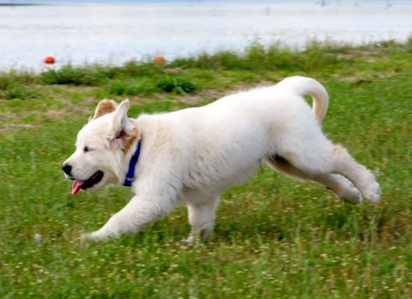 golden retriever dog names. My Dog#39;s Name: Boondocks