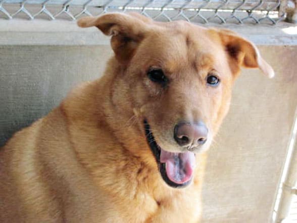 cody is an adult male chow chow retriever mix who is currently under