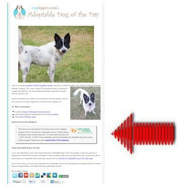 adoptabledod-ad