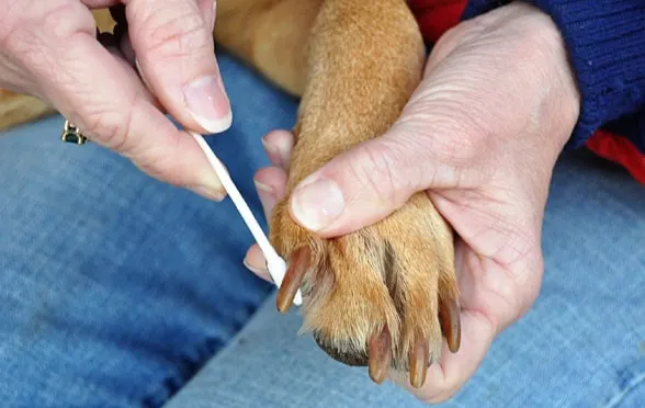 Cleaning Your Dogs Paws with Q-tips (2023)