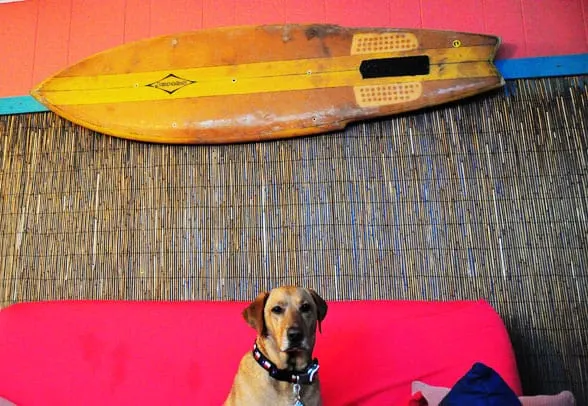 dog-friendly beach cottage-surfboard