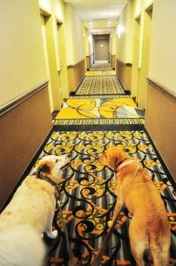 dogs-hotel-hall