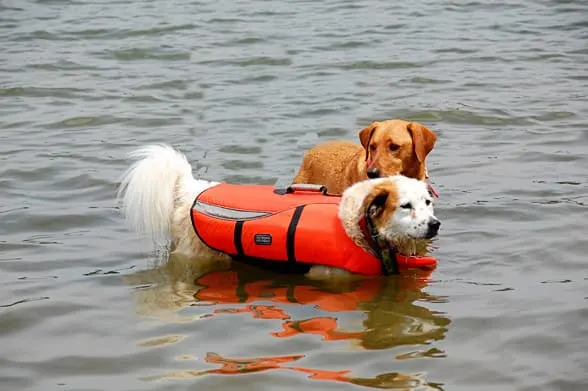 dog wearing life jacket
