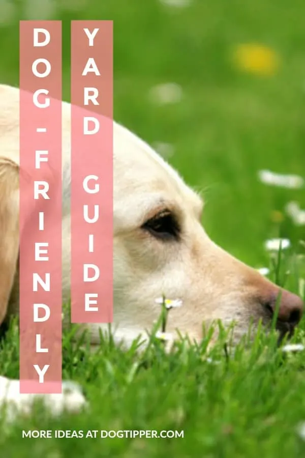 guide to creating a dog friendly yard