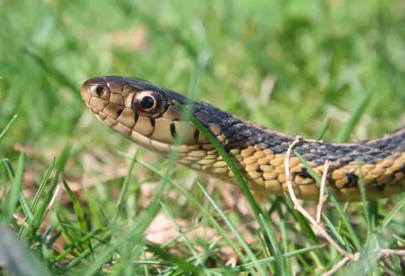 Closeup-of-snake-in-the-yard