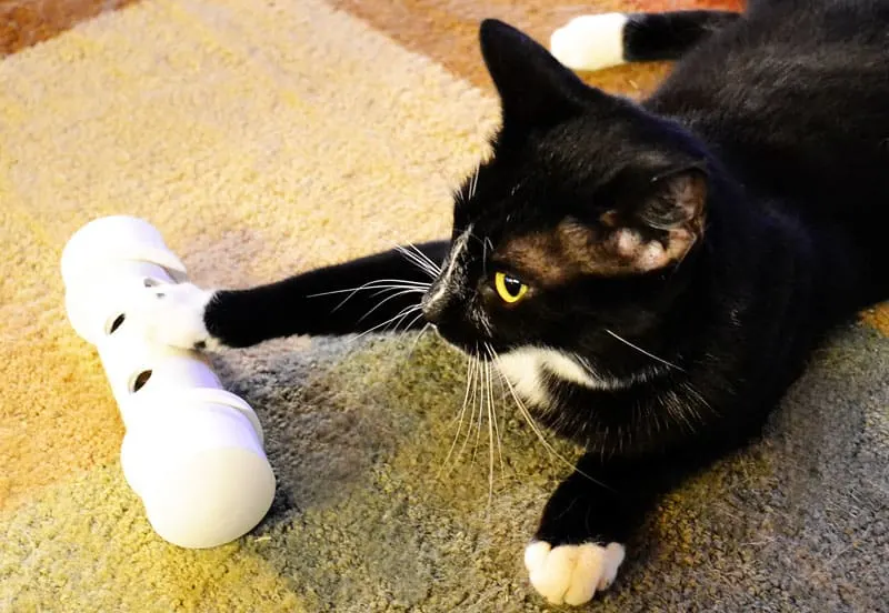 cat with diy interactive dog toy