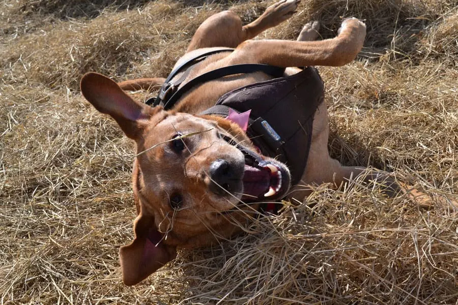 dog in hay smiling
