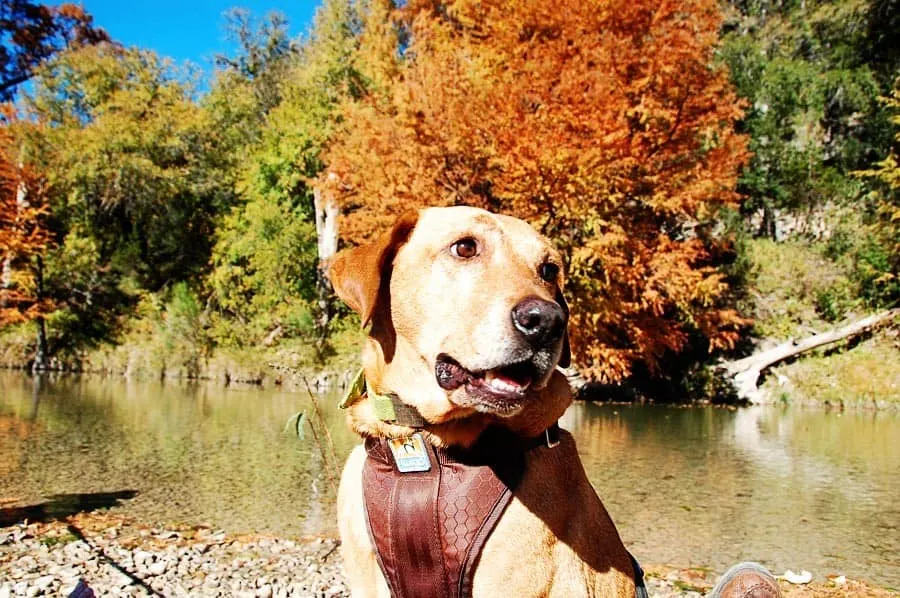 dog-friendly fall day trips-irie-guadalupe