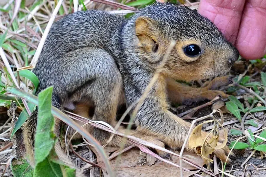 squirrel-hand