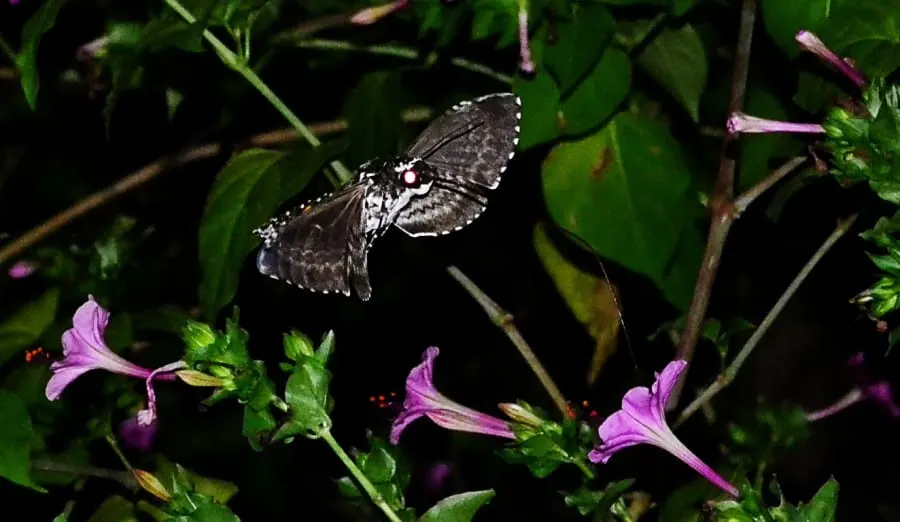 hummingbird-moth2