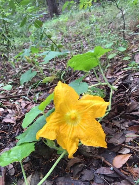 pumpkin-flower