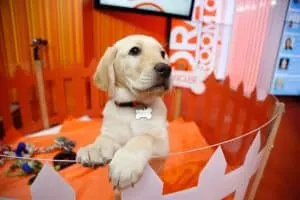 Fwd_ 2016 Guide Dog of Year Honored-2