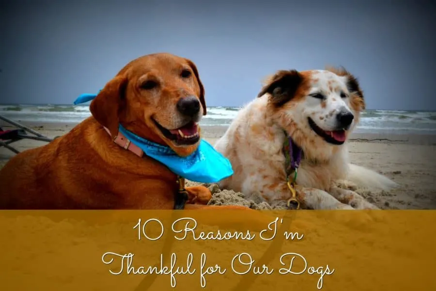 10 reasons I'm thankful for our dogs