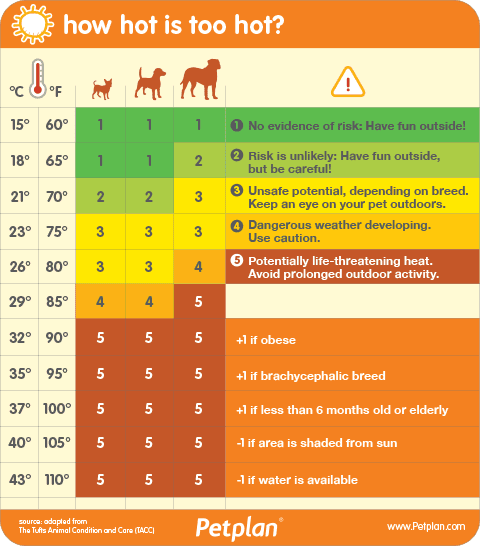 chart showing hot how is too hot for your dog