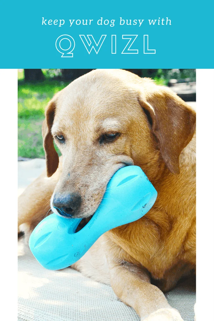 Keep Your Dog Busy with Qwizl