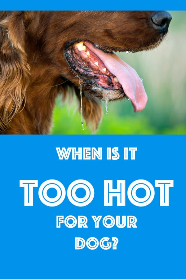 What temp is too hot for dogs