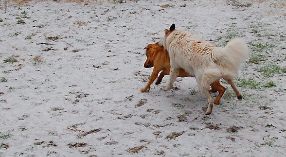 snow-dogs-playing3