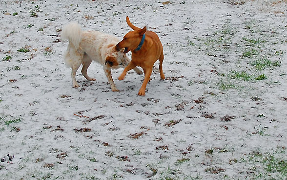snow-dogs-playing4