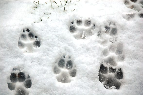 snow-pawprints