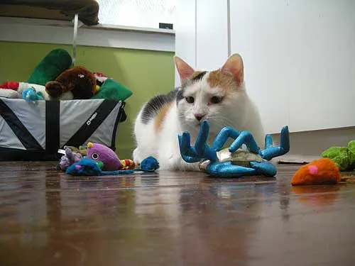 toys4