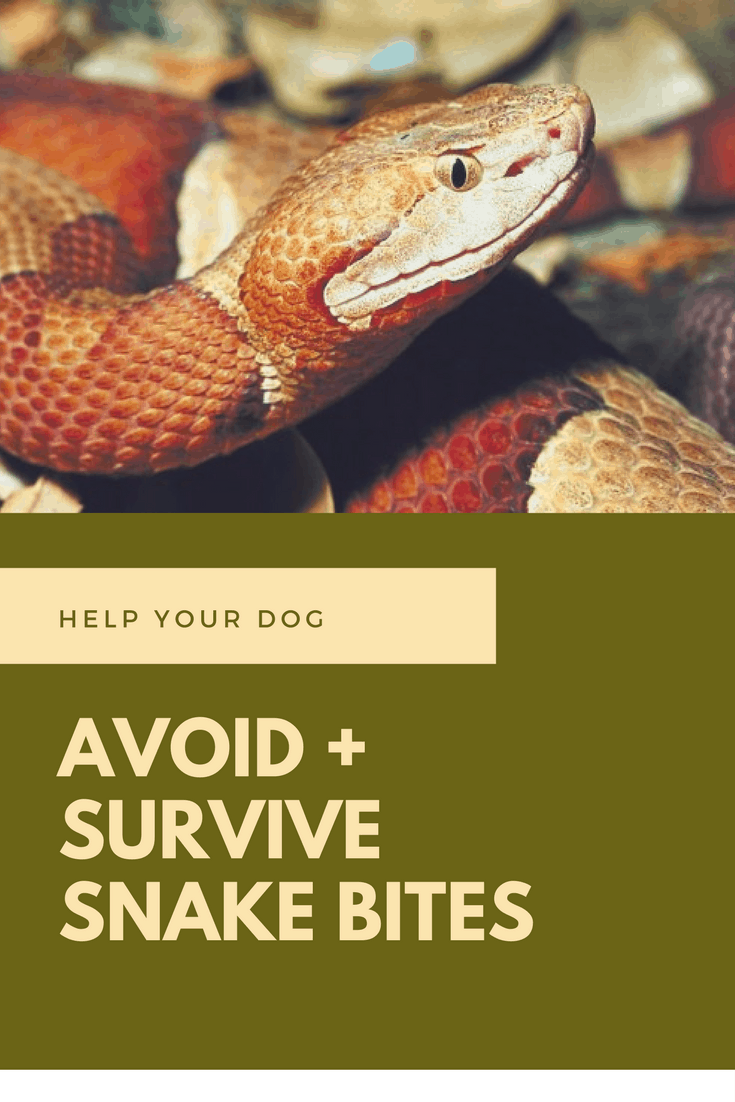 help your dog avoid snakes and survive a snake bite on dog