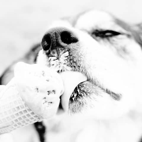 Peanut Butter and Banana Dog Ice Cream