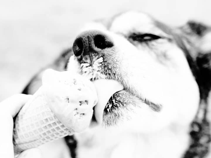 Dog Licking Homemade Peanut Butter With Banana Ice Popsicle Stock Photo -  Download Image Now - iStock