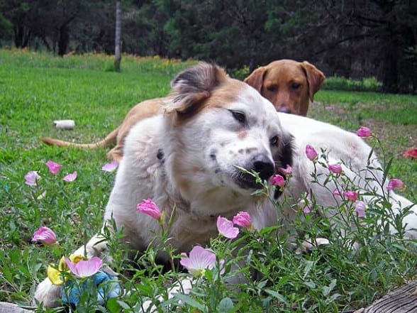two mixed breed dogs in field of wildflowers