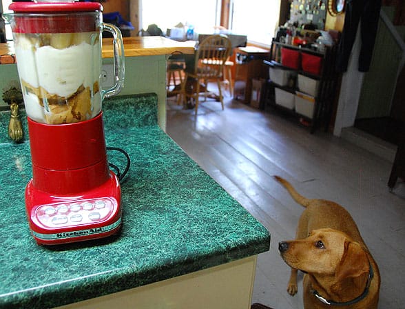 Dog watching blender making dog ice cream