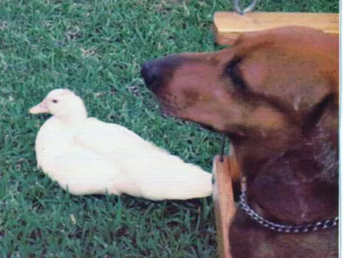 duck and dachshund