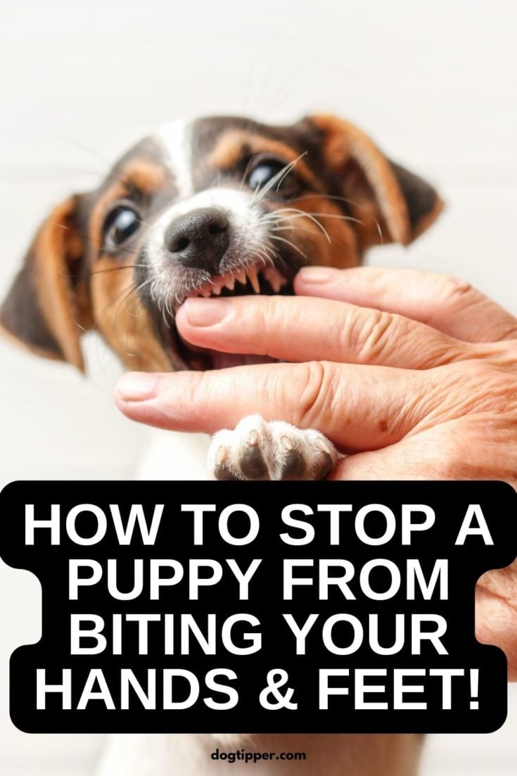 How to Stop a Puppy from Biting Hands & Feet!