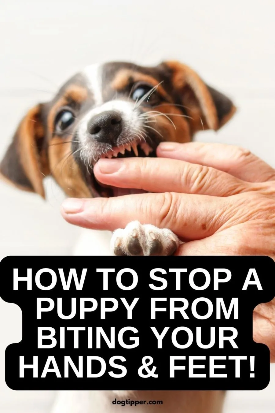 How to Stop a Puppy from Biting Your Hands & Feet!