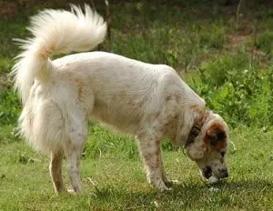 Tiki's normal tail position