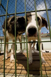 dogs-shelter-stock