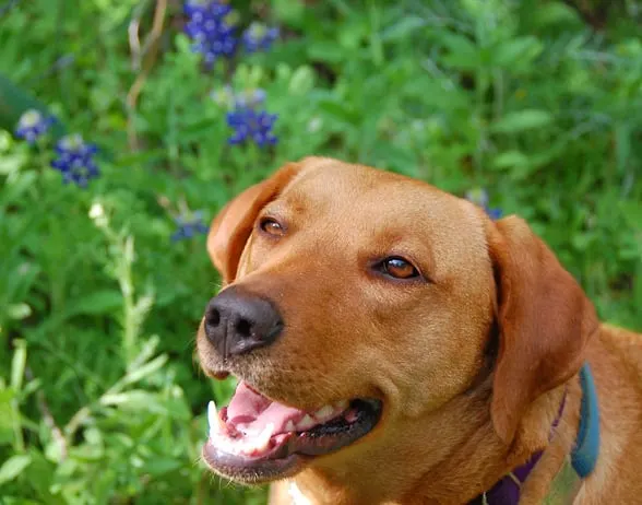 irie-bluebonnets3