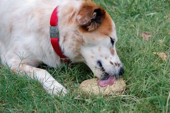 beef popsicle for dogs