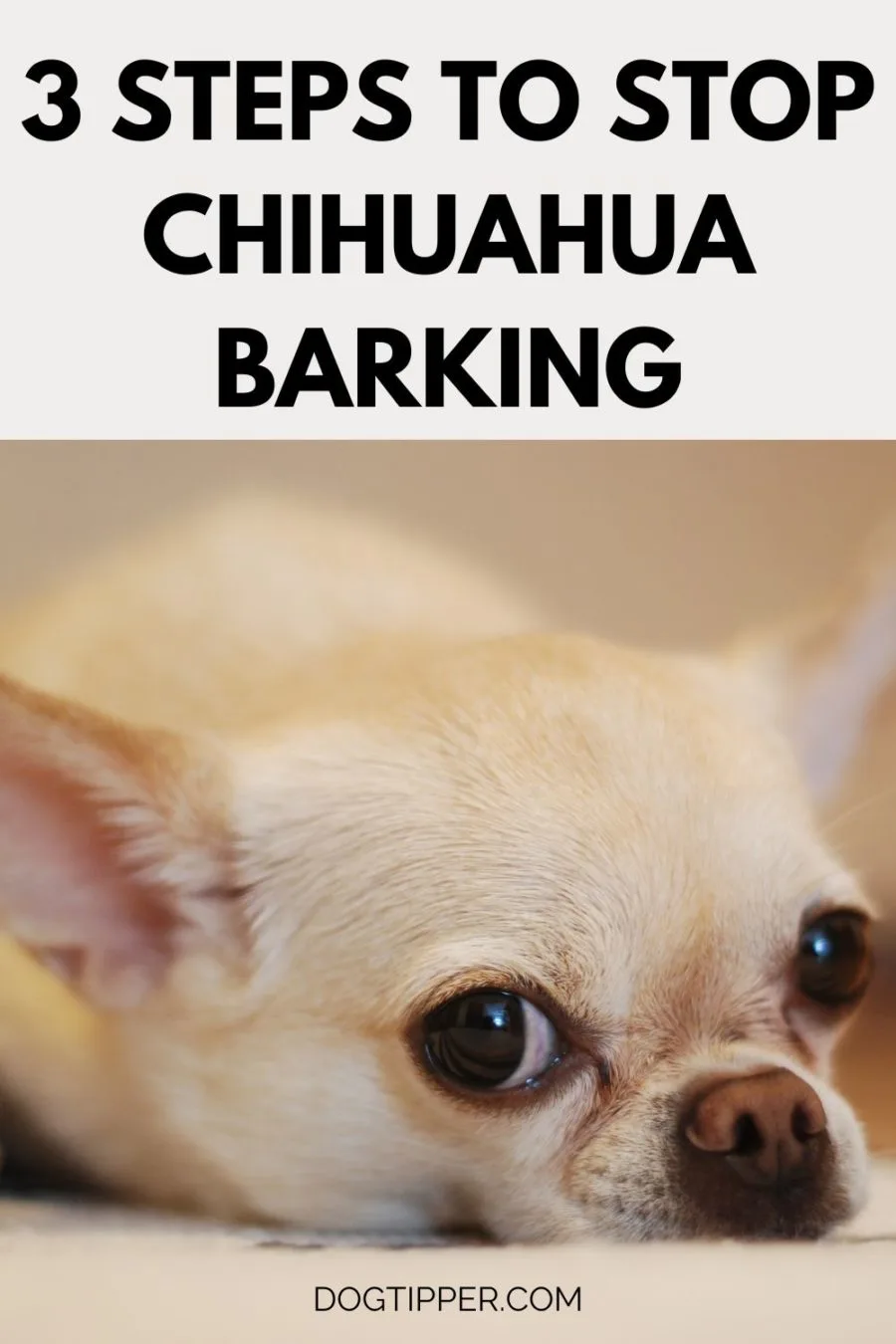 Chihuahua Barking? 3 Steps to Help Your Dog!