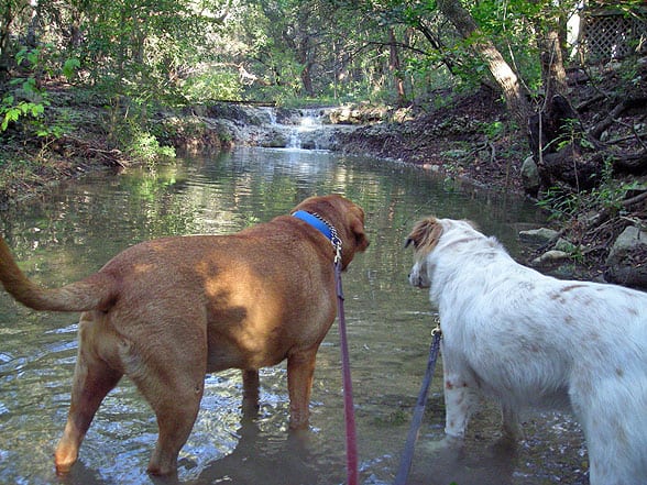 dogs-creek