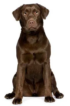 chocolate lab