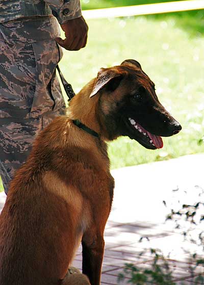 military dog